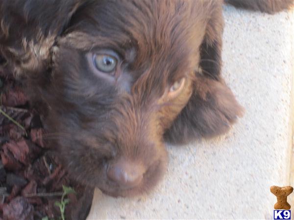 Labradoodle Puppies